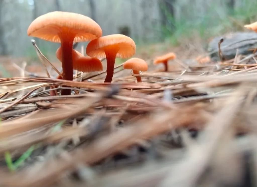 Forest Floor Fungi