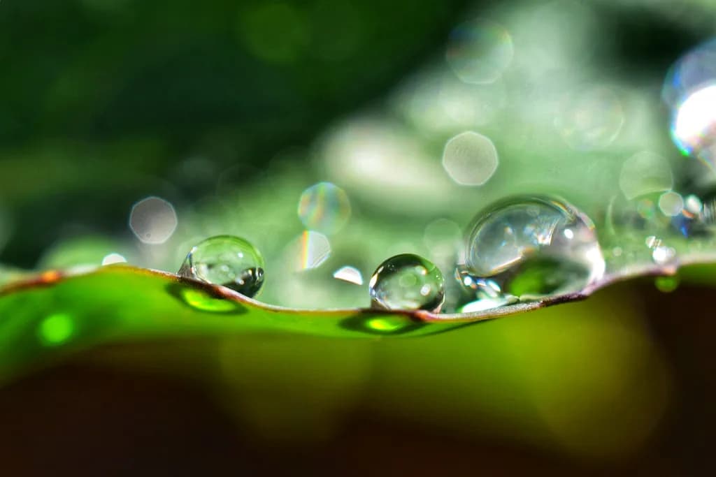 Dewdrop Edge