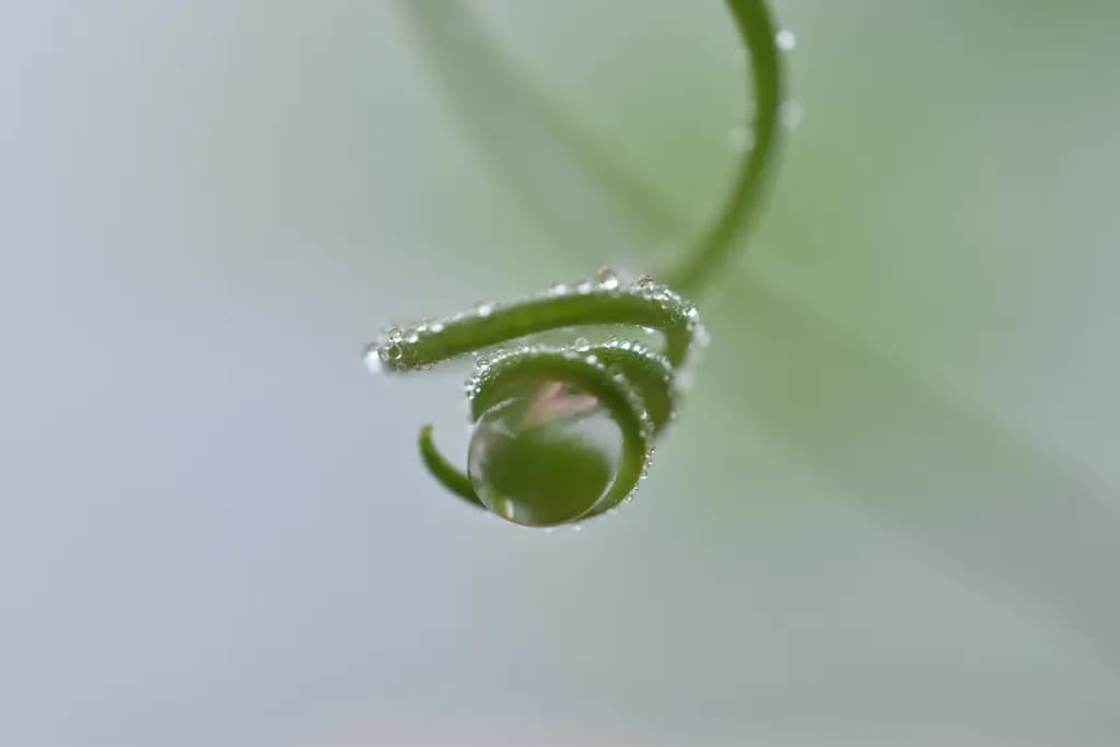 Dewdrop Spiral