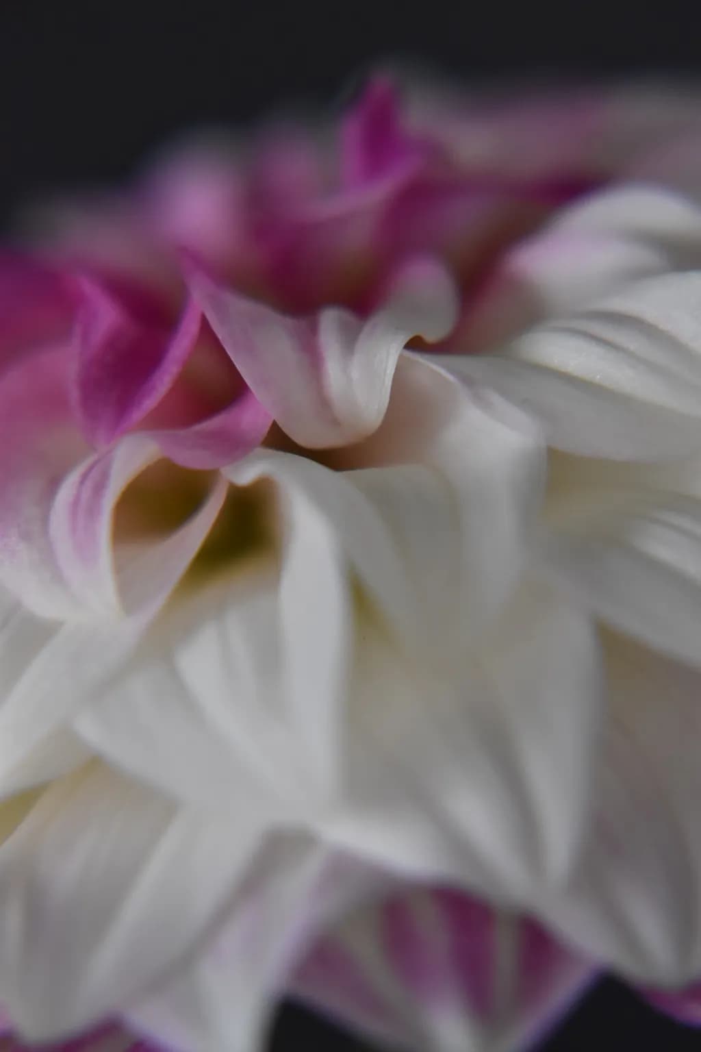 Petal Twilight
