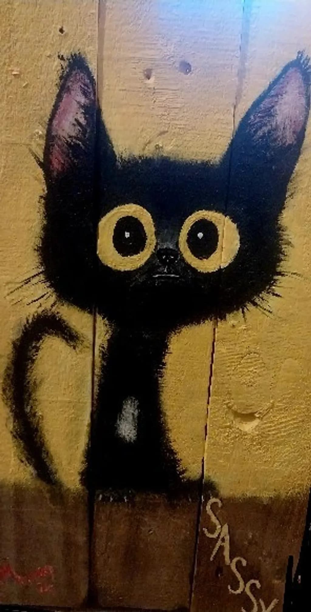 Wide-Eyed Cat
