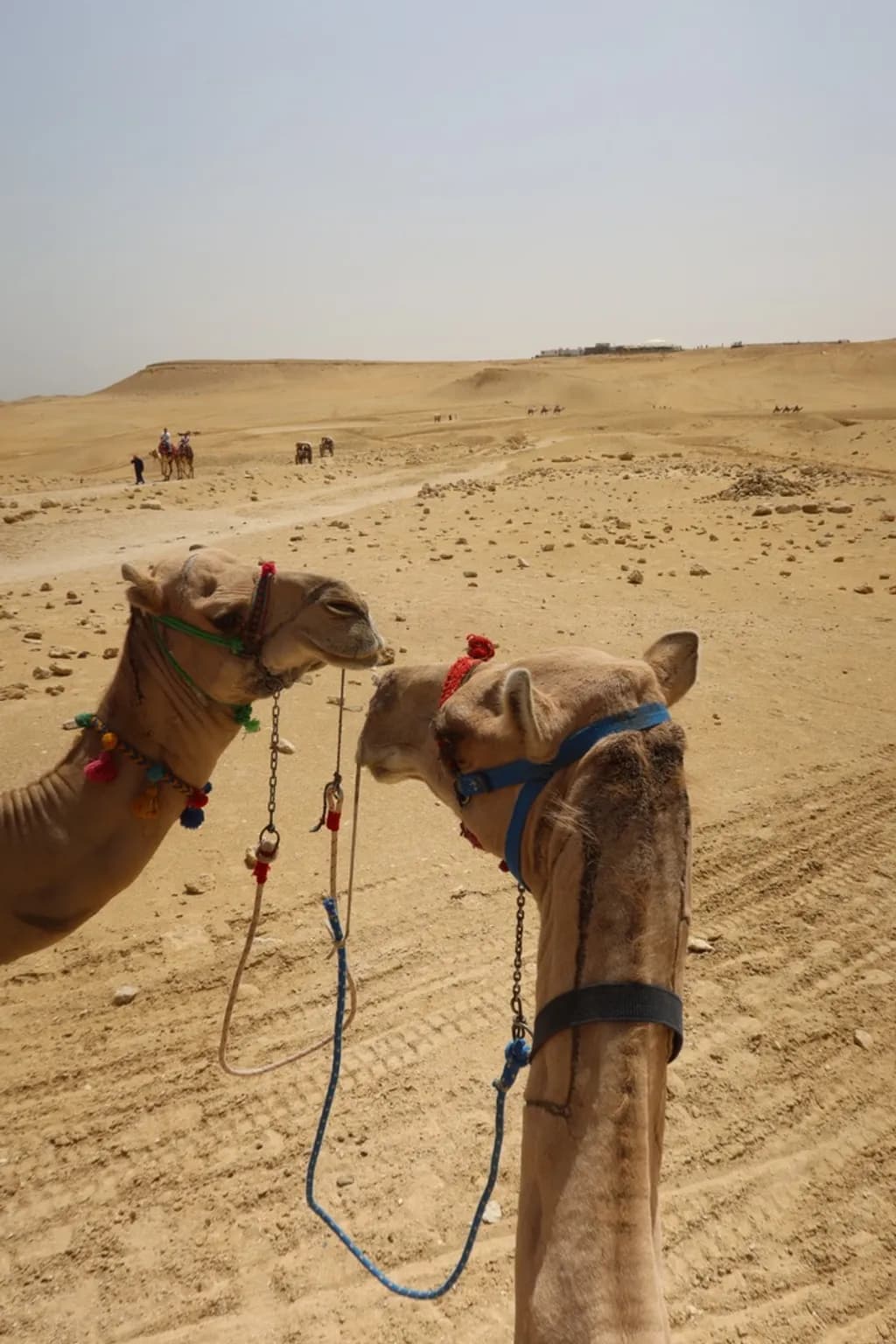Desert Companions
