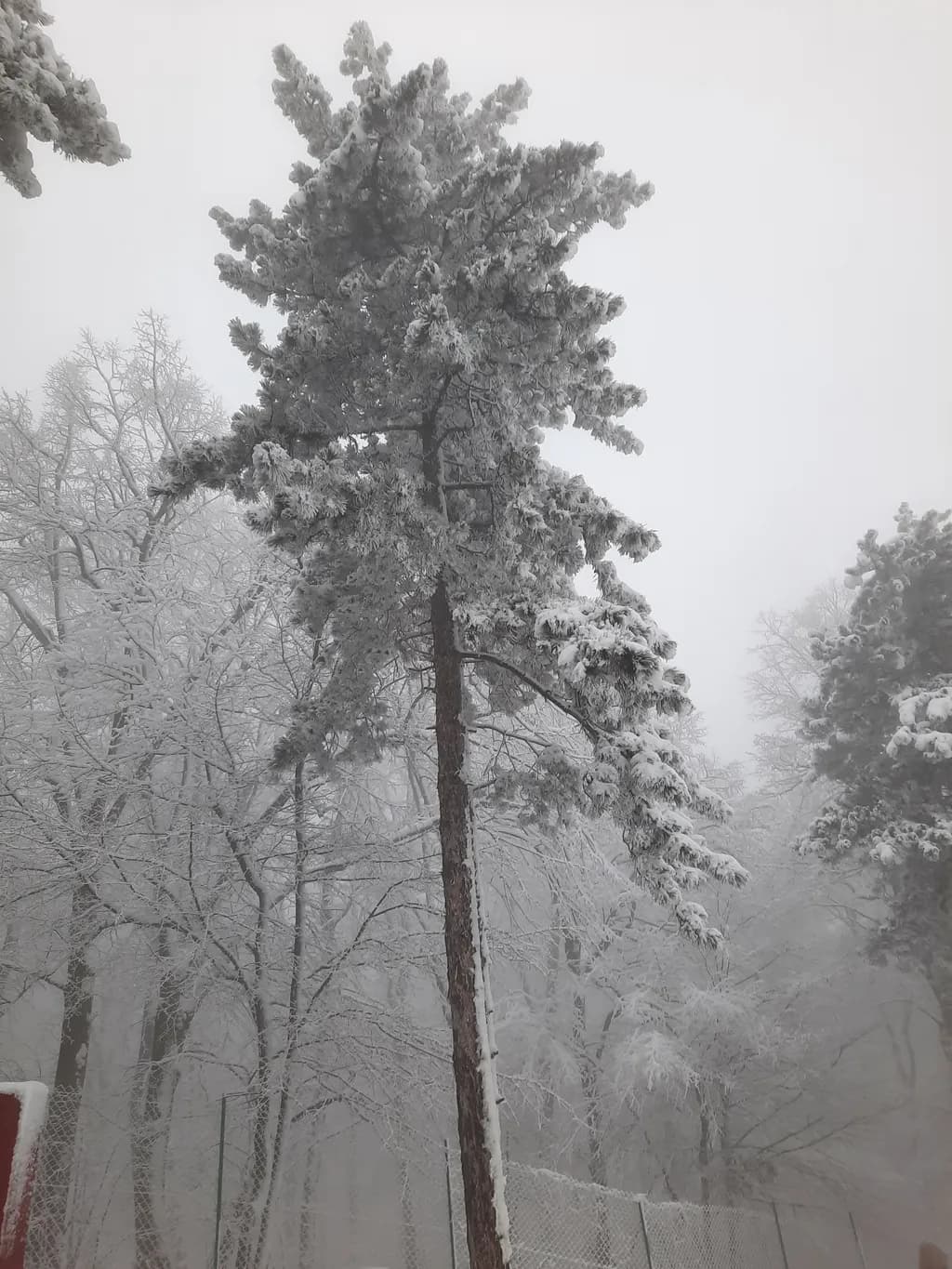 Frosted Sentinel