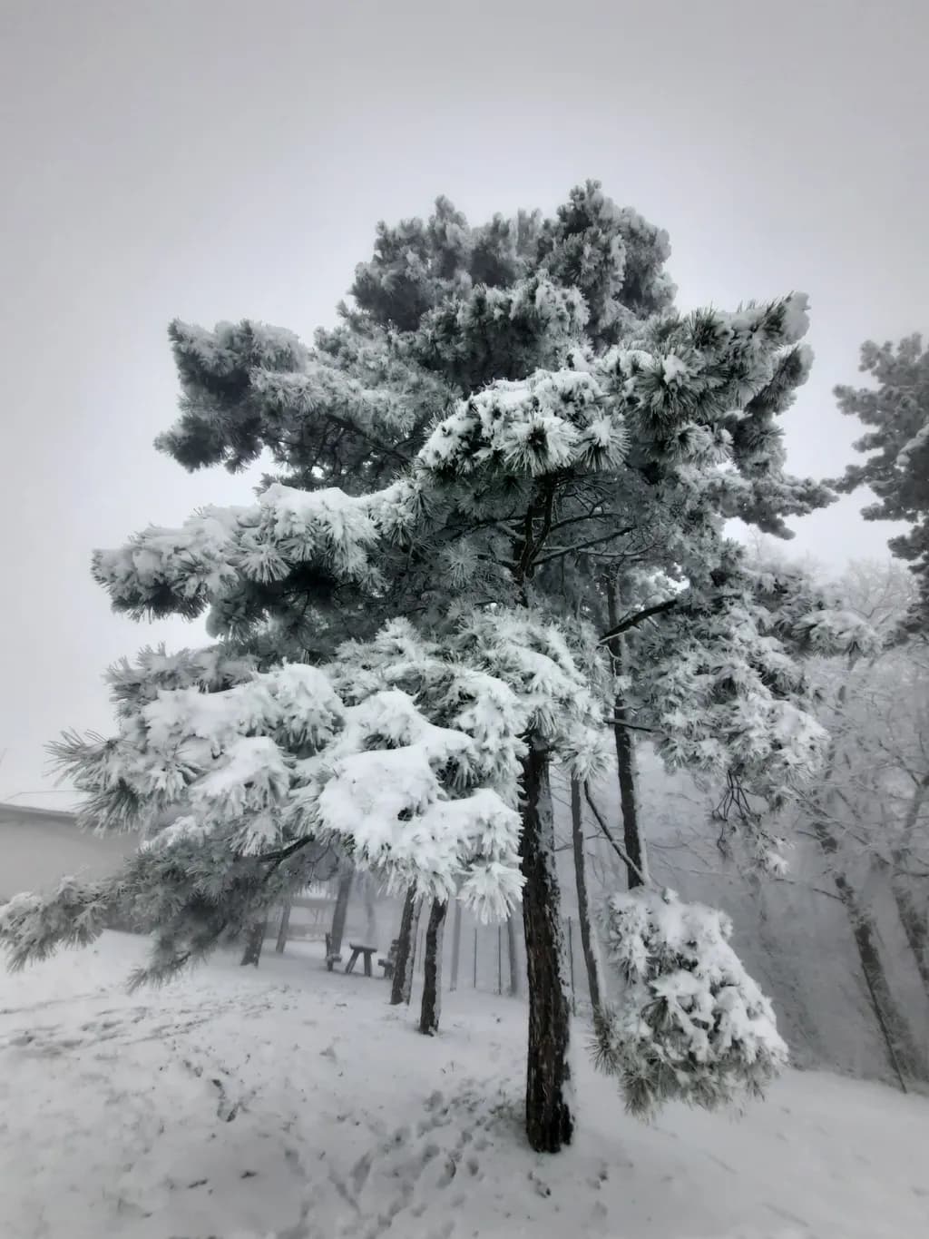 Frosted Pines