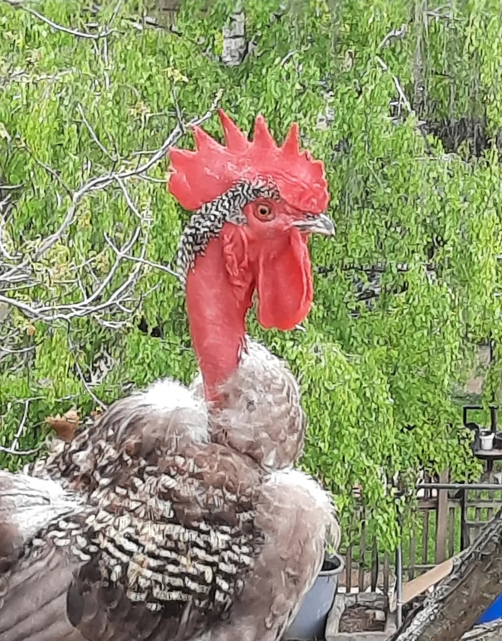 Striking Rooster Profile