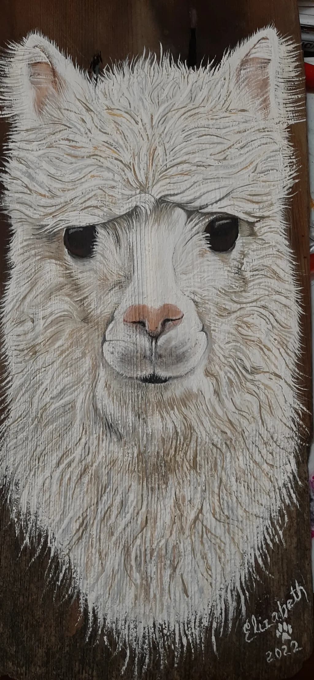 Alpaca Gaze