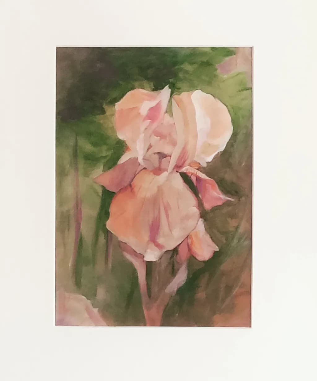 Salmon Iris