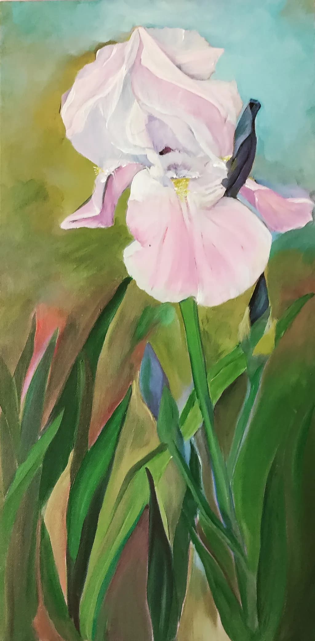 Blushing Iris