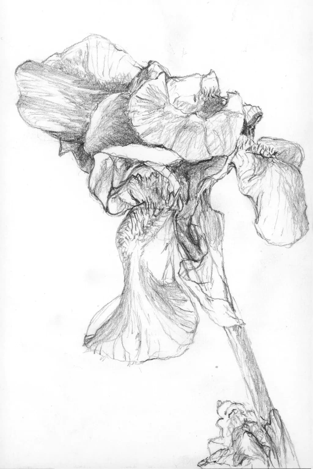 Hope Iris, Day 57