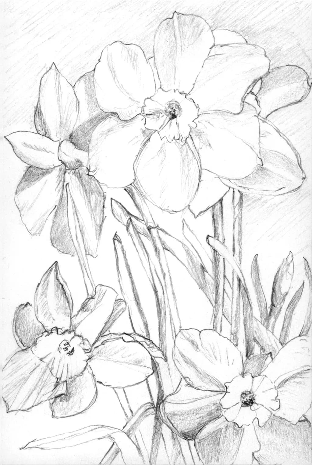Hope Daffodils