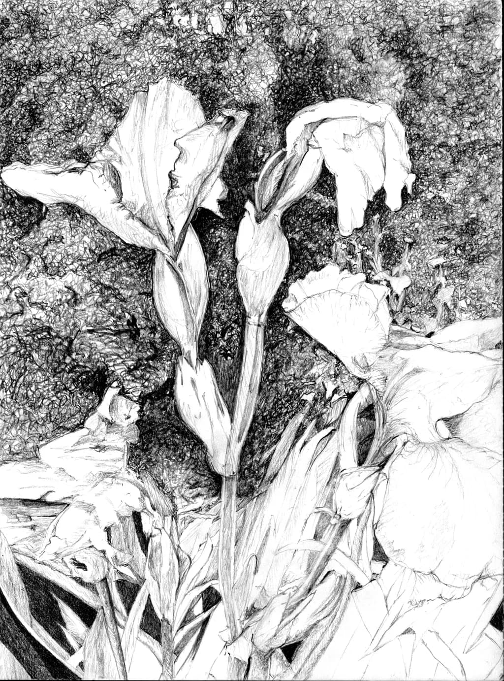 Whispers of the IRIS