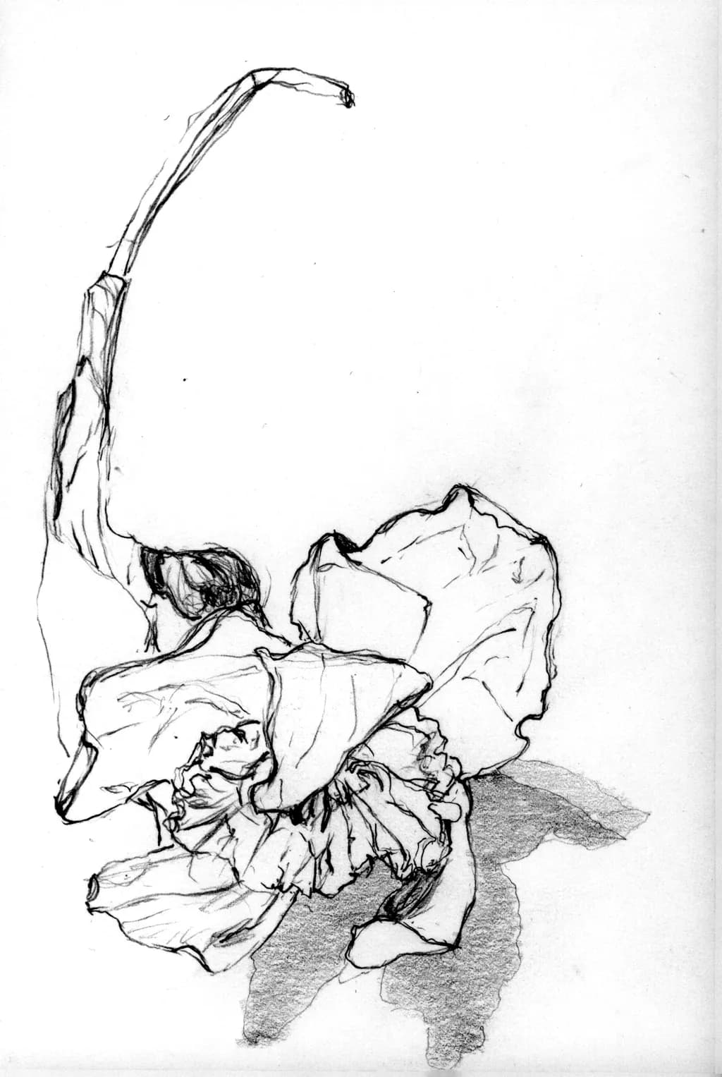 Ressting Daffodil