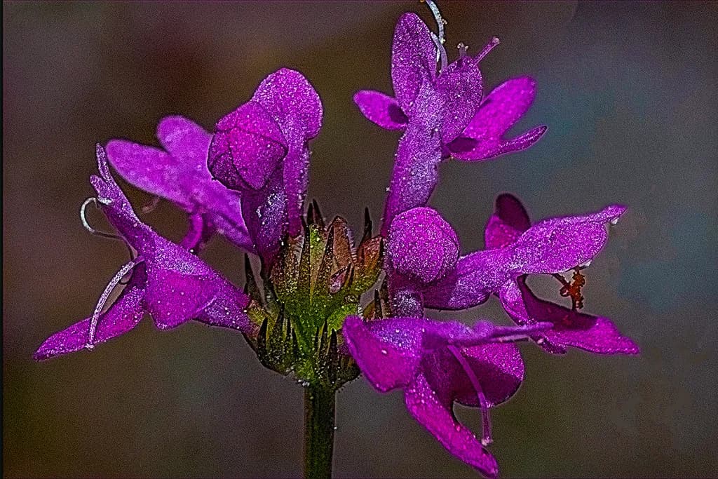 Velvety Sparkle Bloom