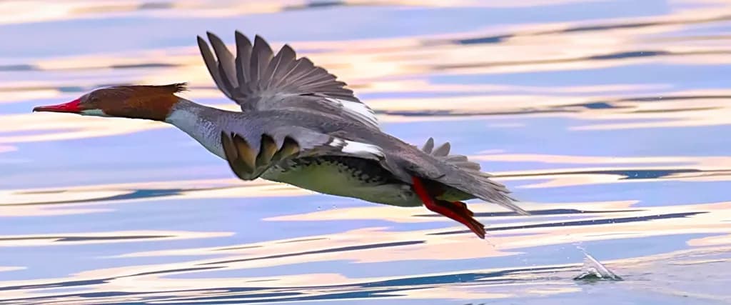 Red-breasted Merganser