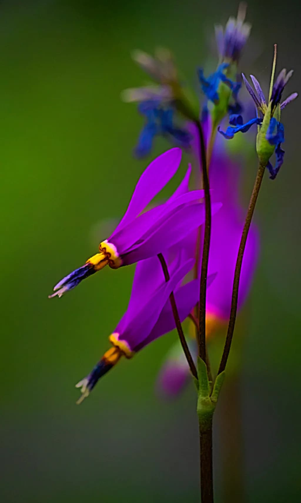 Shooting Star