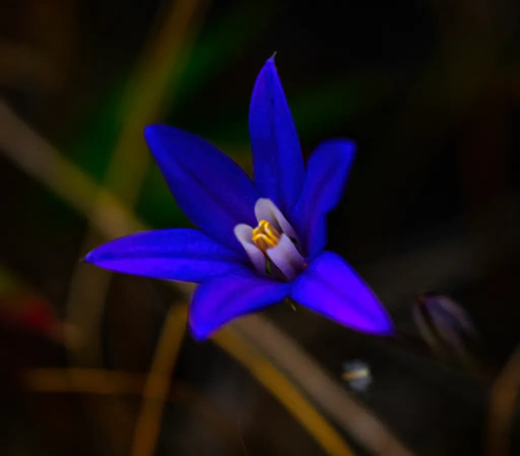 Sisyrinchium Bloom