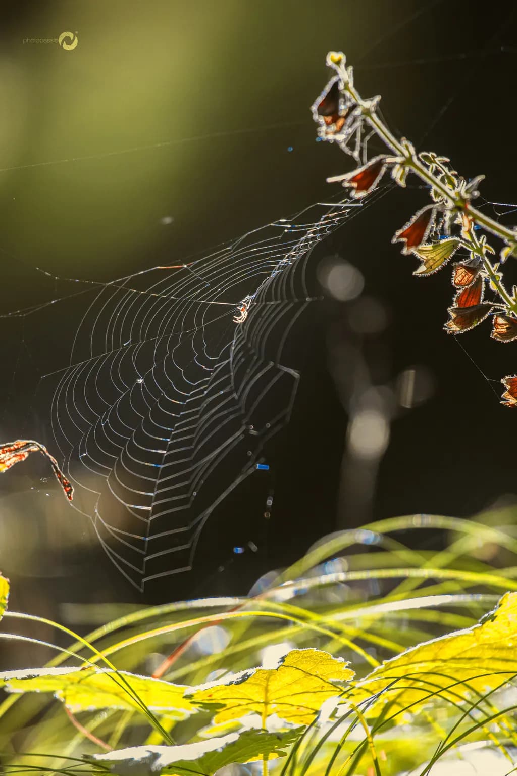 Spider Web Glow