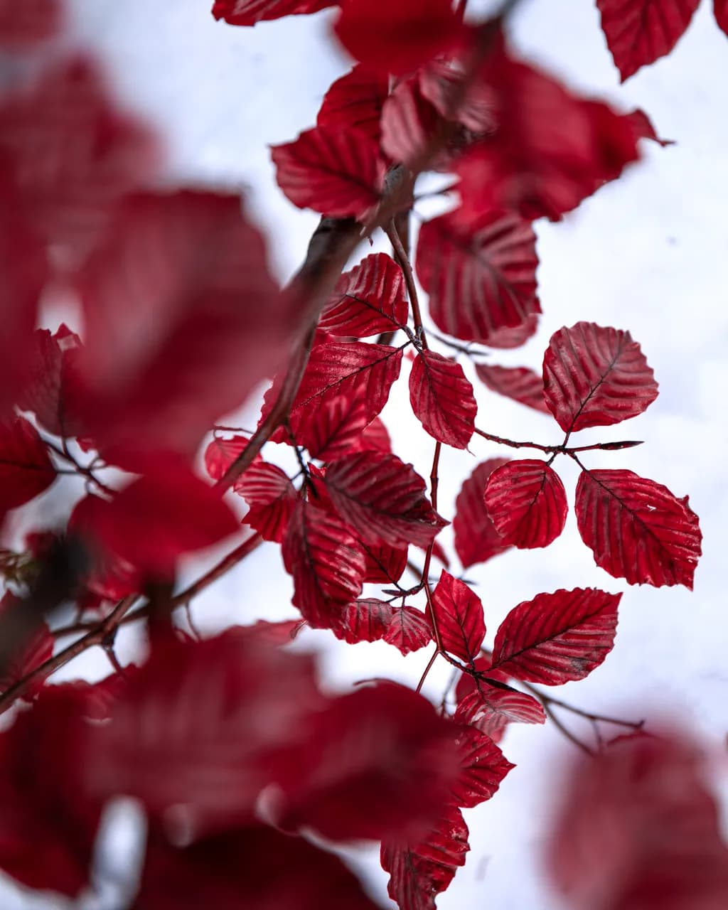 Crimson Veins