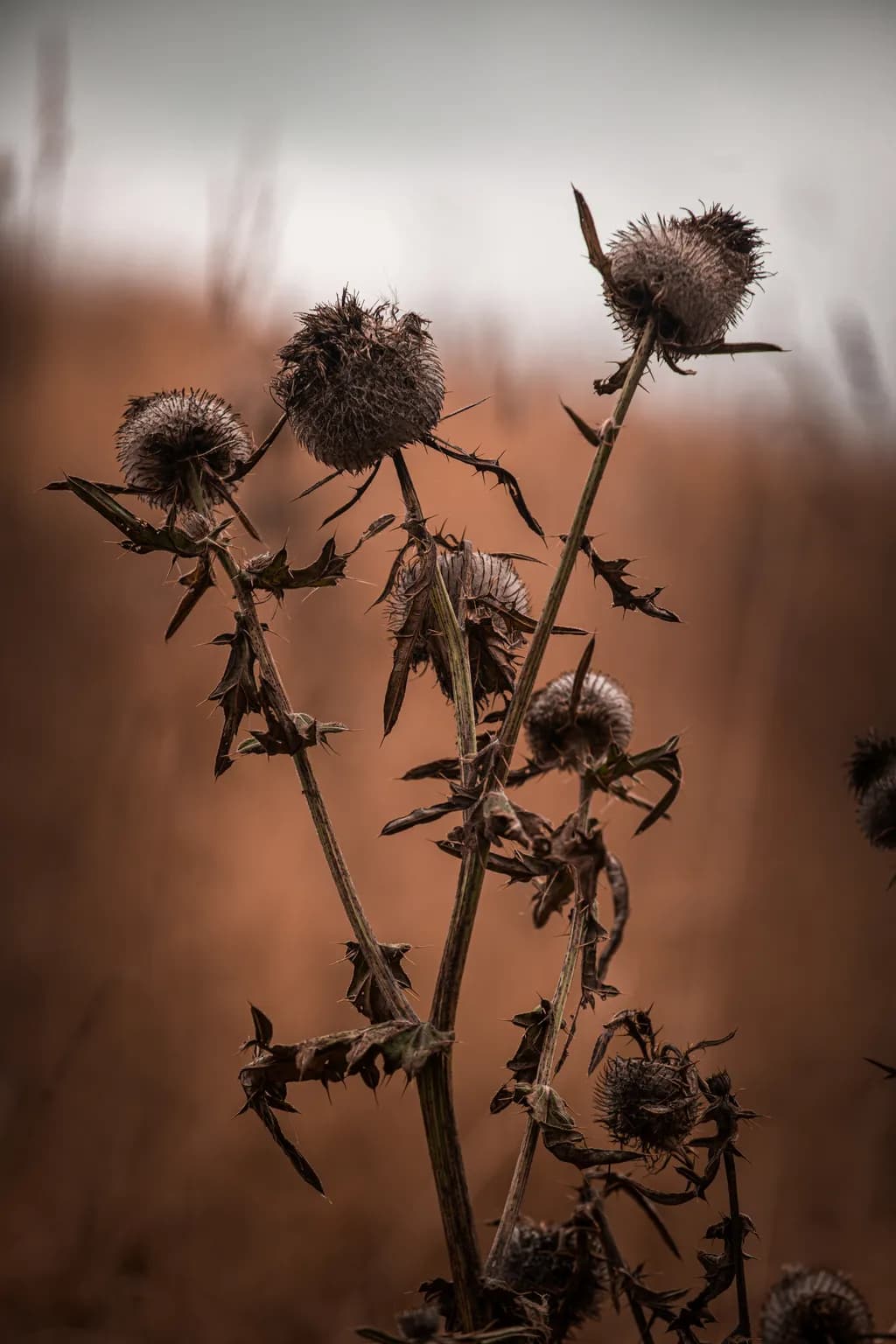 Dried Thistles