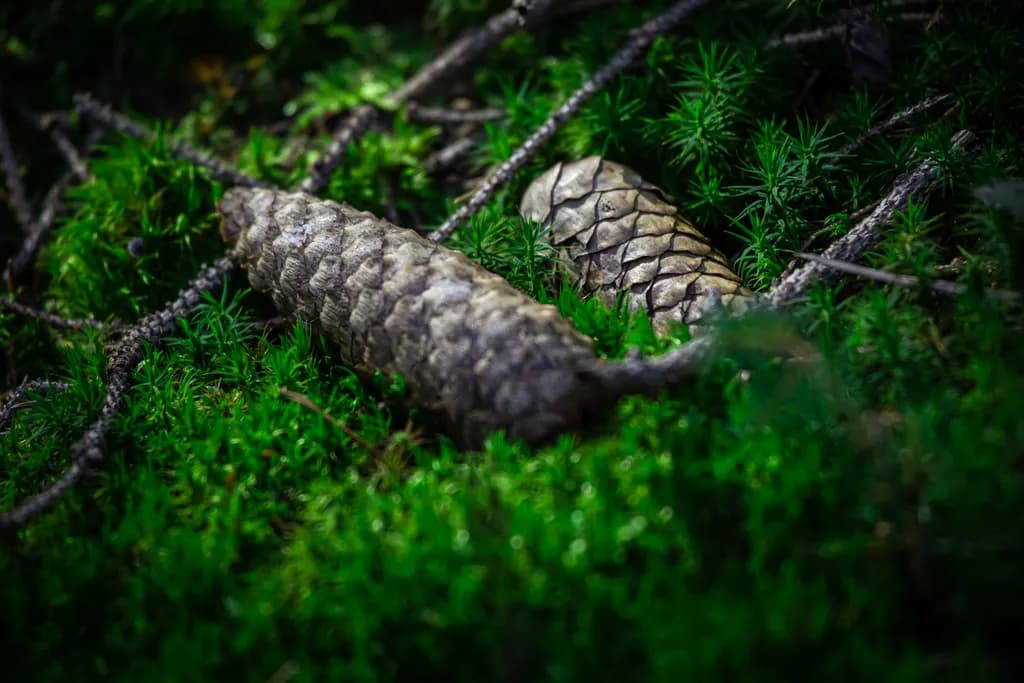 Forest Pinecones