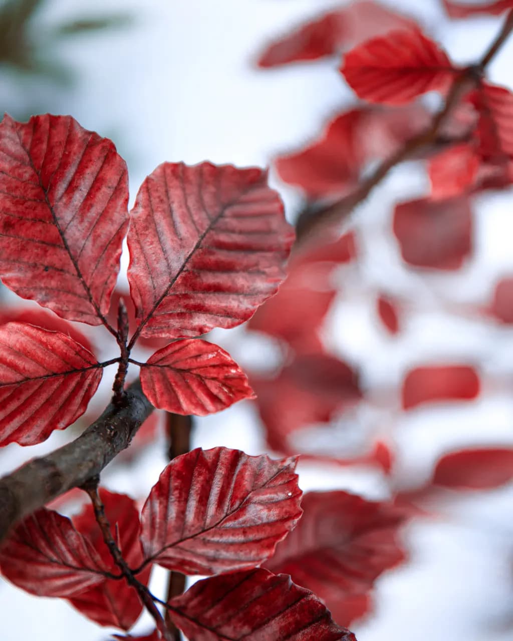 Crimson Veins