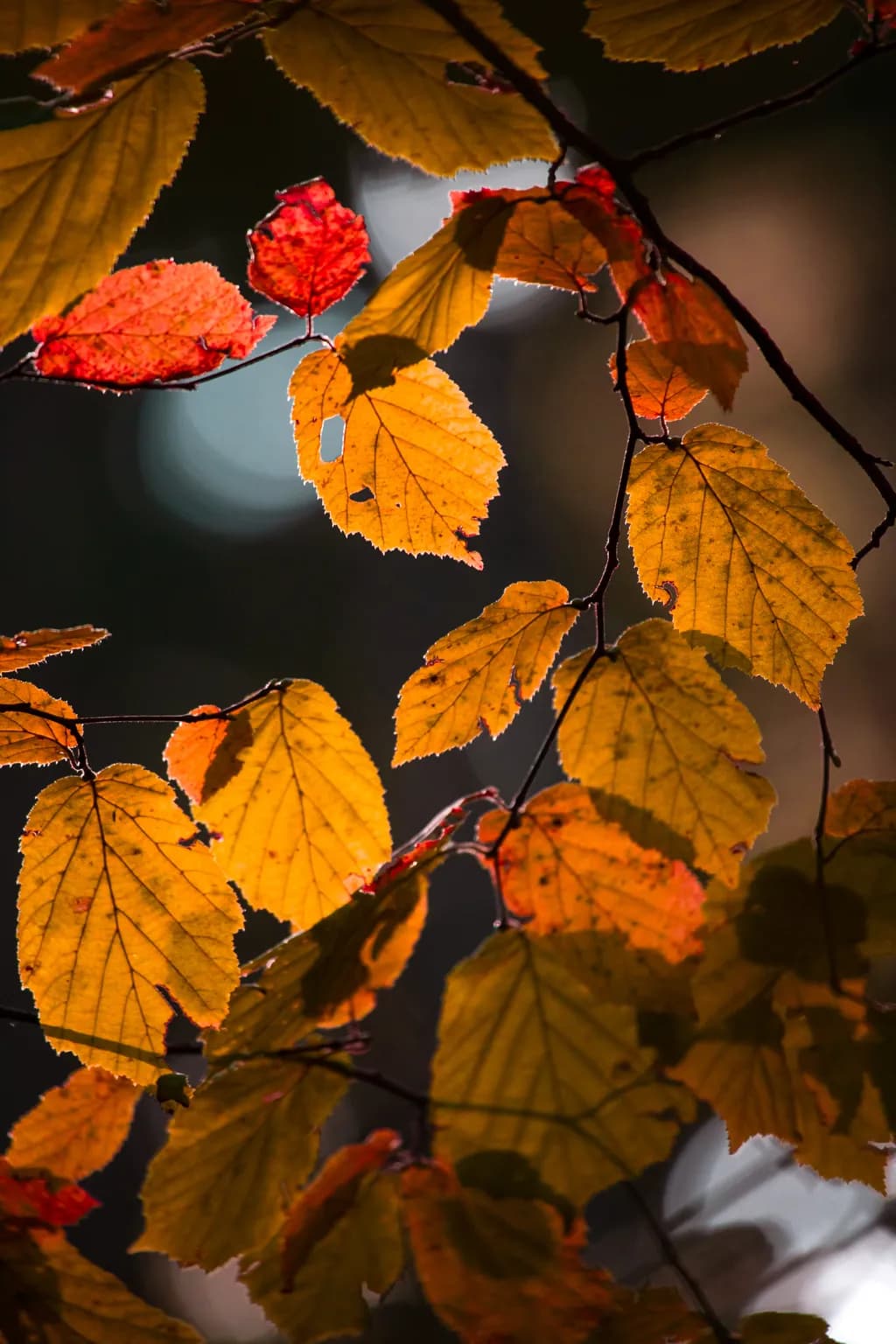 Golden Veins