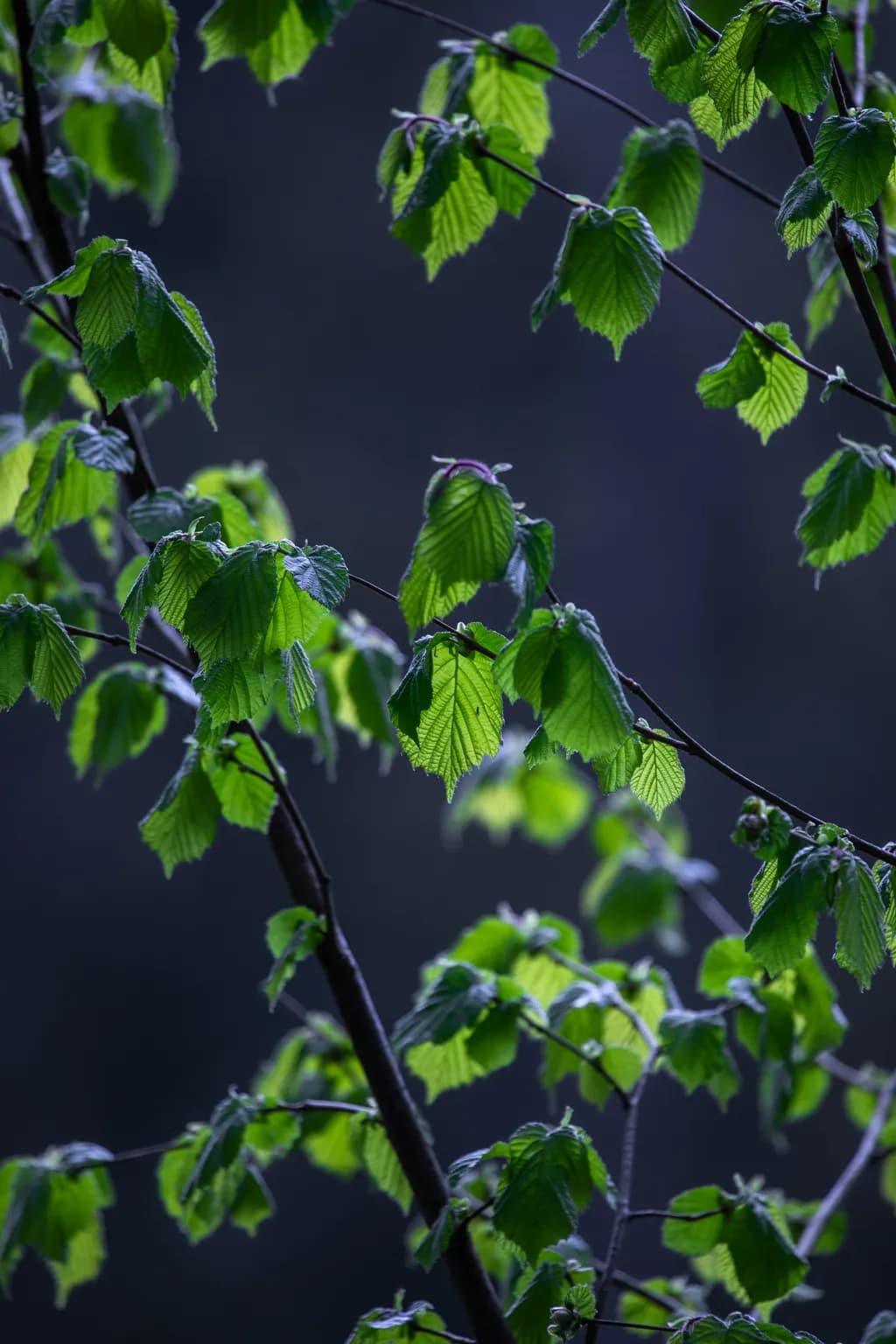 Green Veins