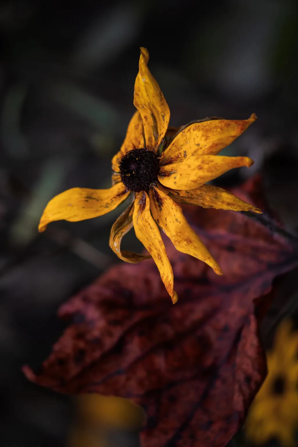 Fading Yellow