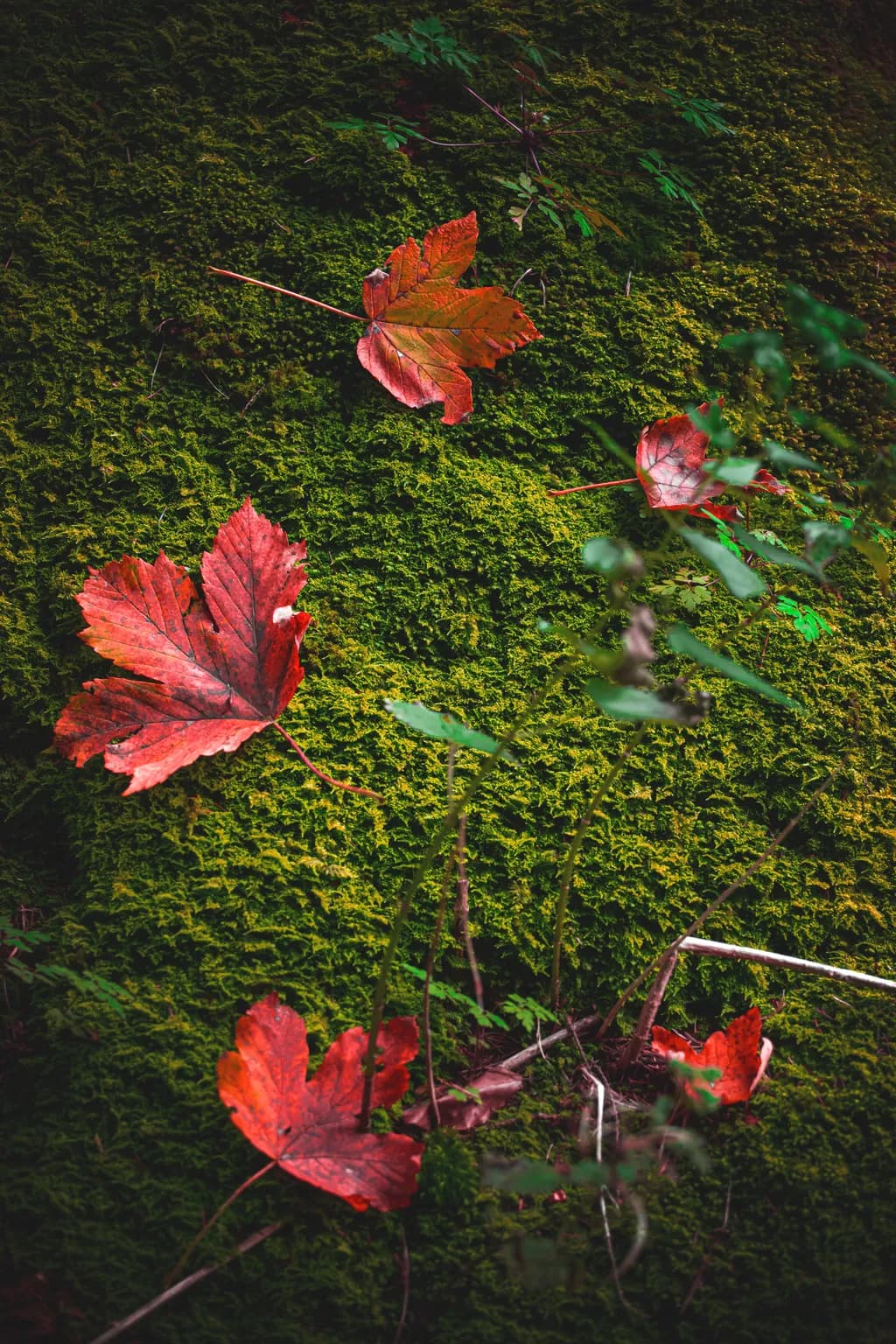 Crimson on Moss