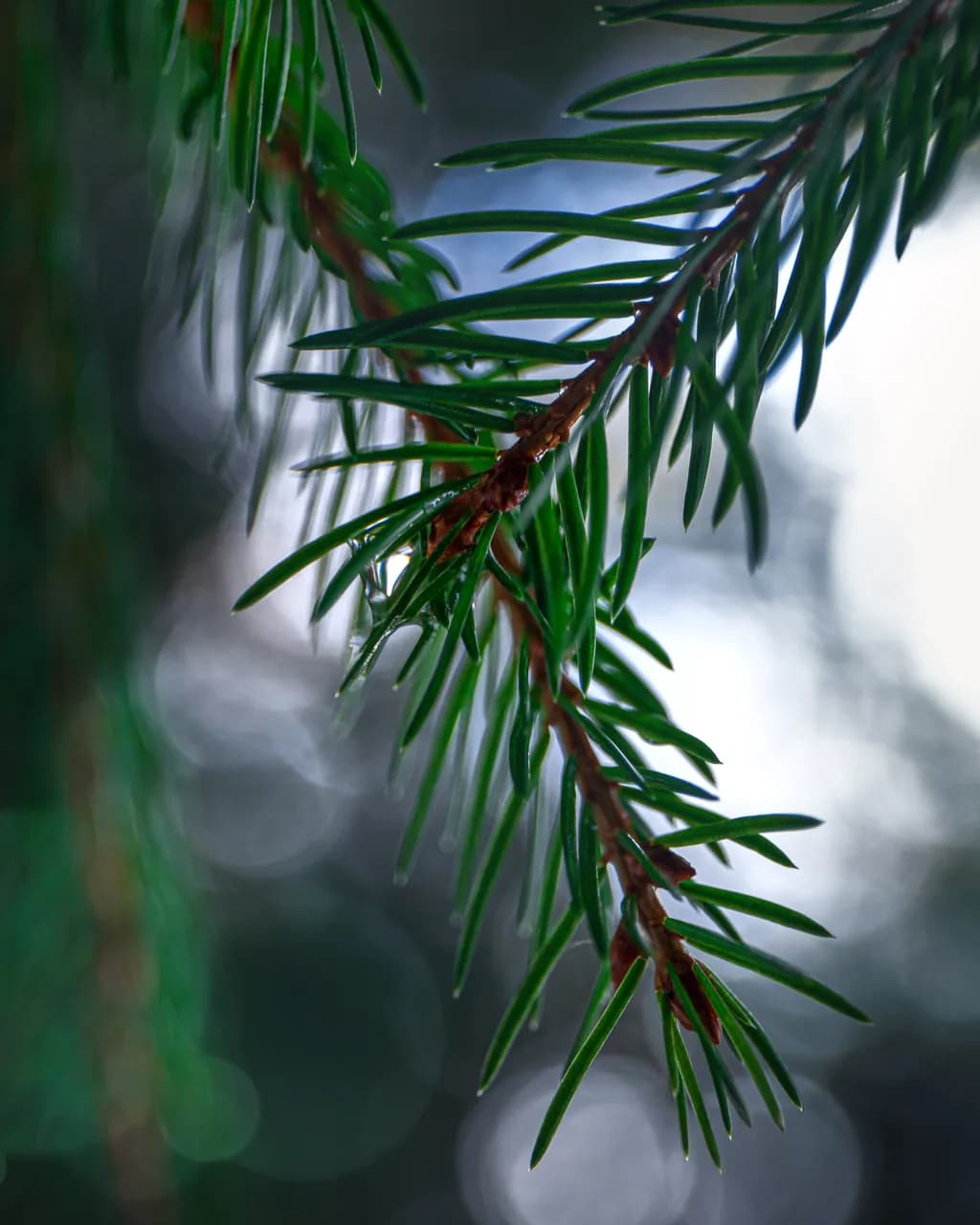 Pine Detail