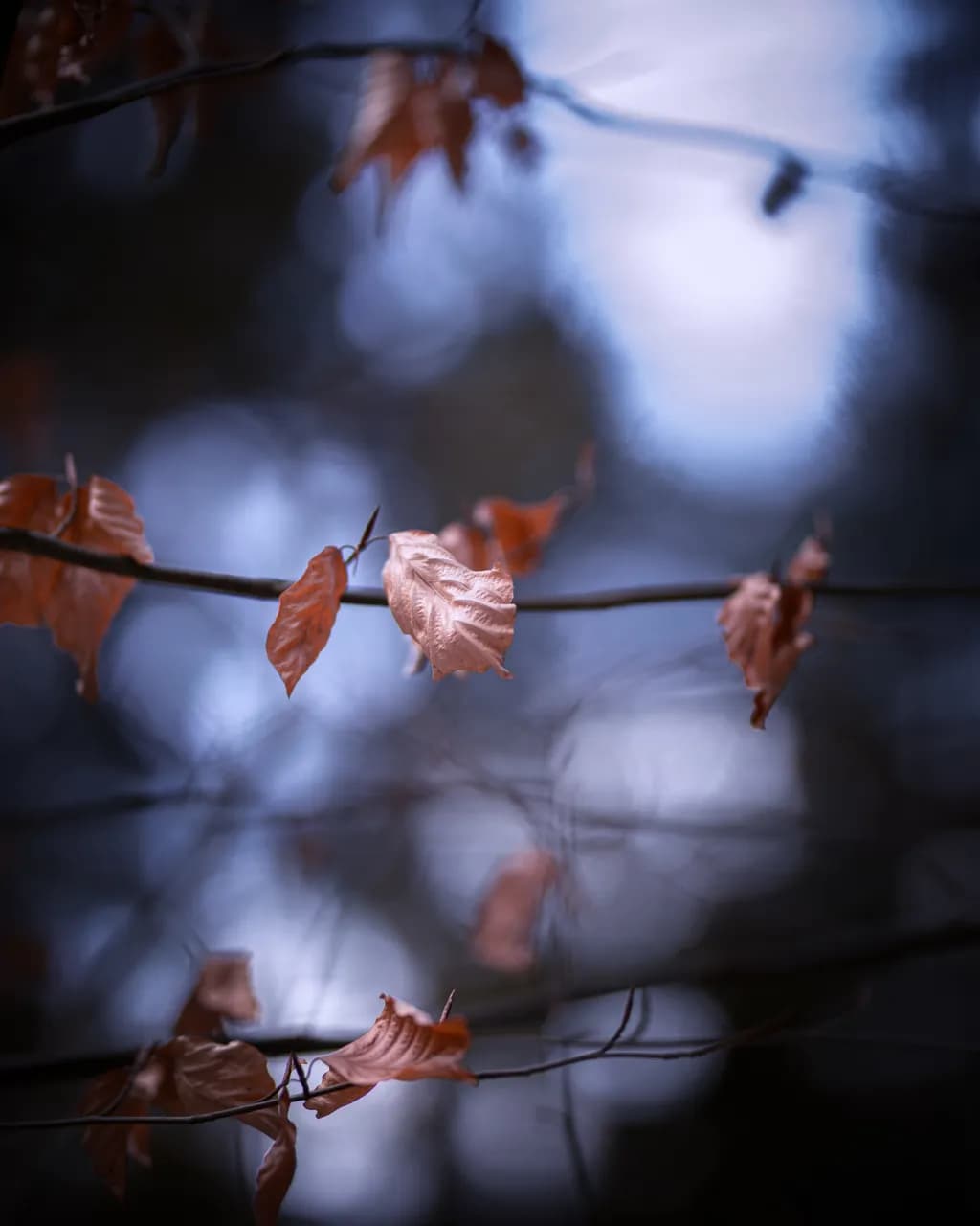 Autumn Reverie
