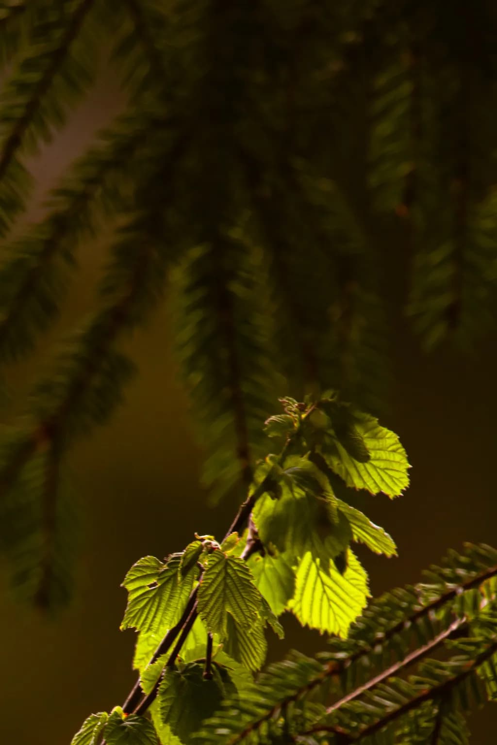 Sunlit Foliage