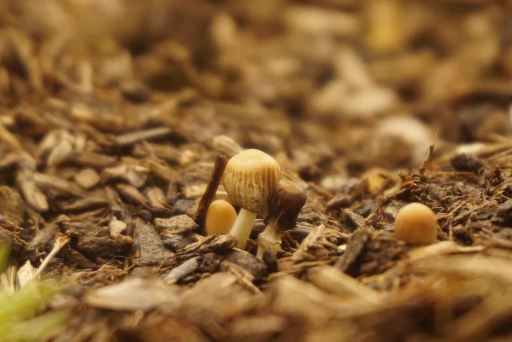 Forest Floor Sprouts