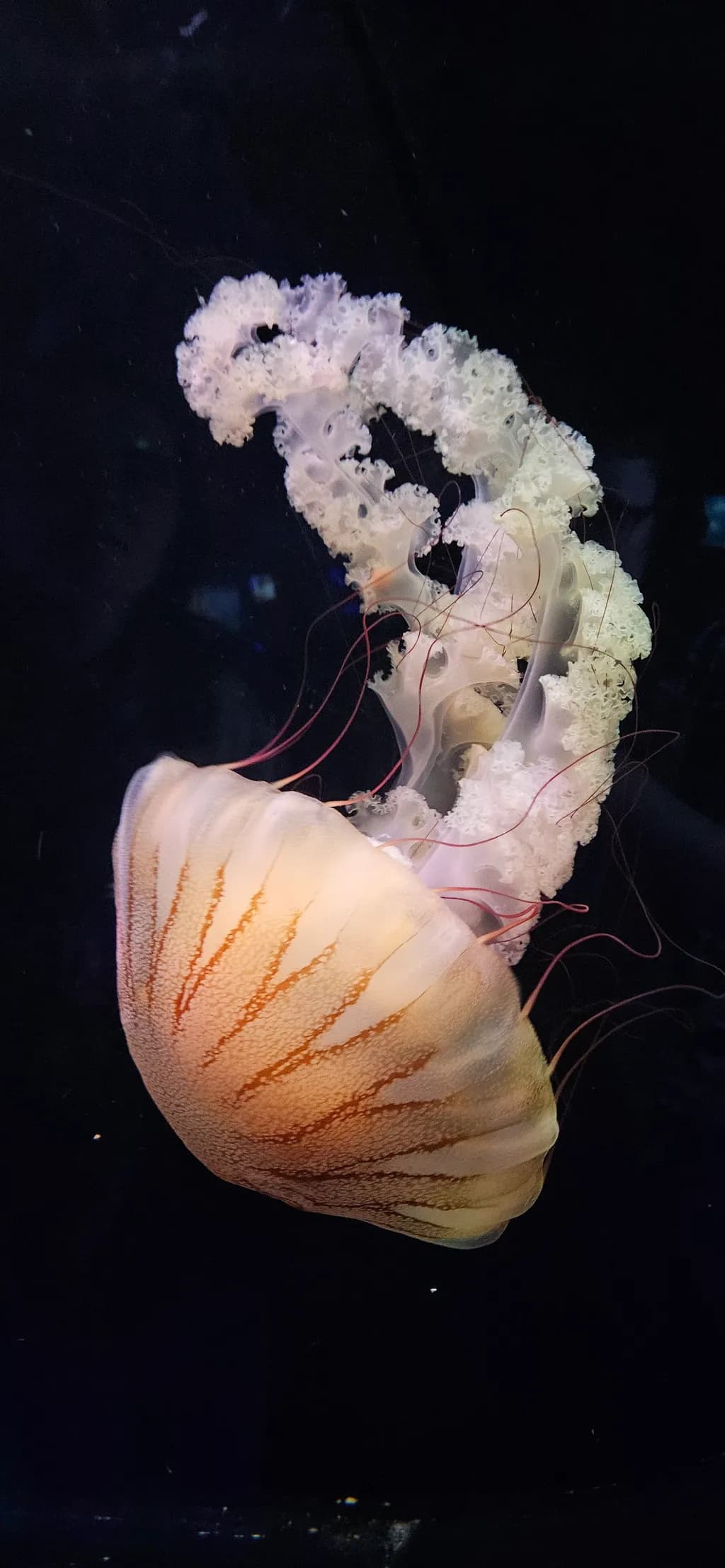 Crimson Tide Jellyfish