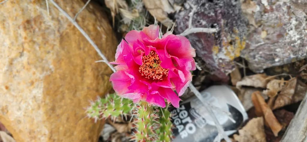 Desert Bloom