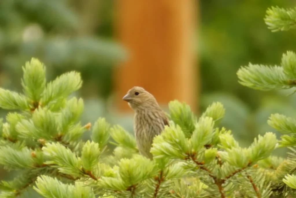 Hidden Perch