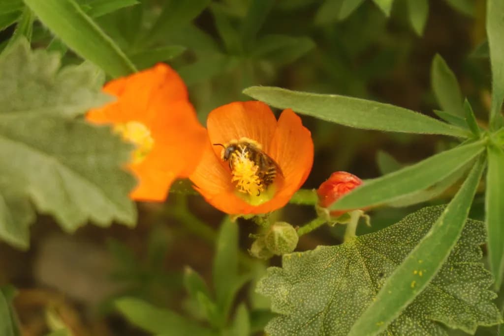 Nectar Harvest