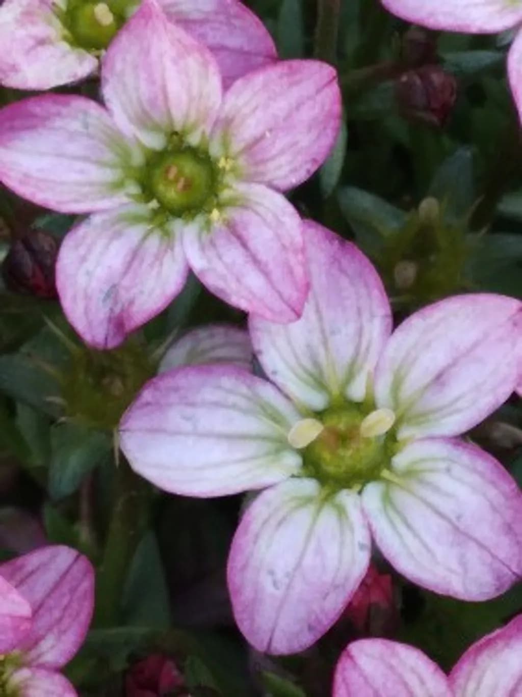 Pink Veined Blooms