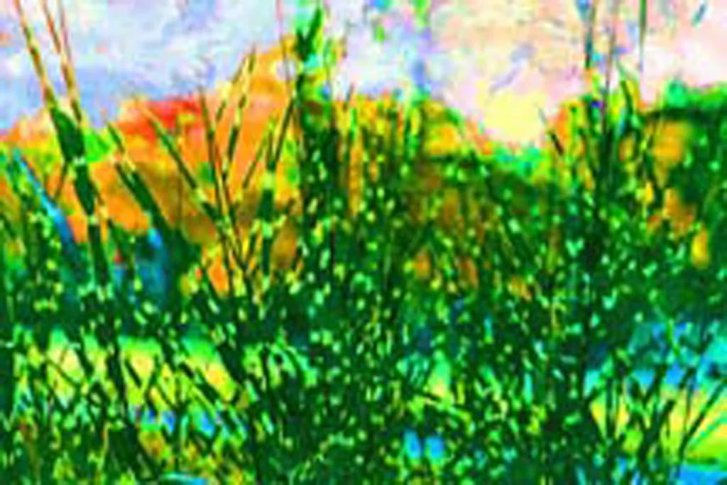 Spotted Grasses