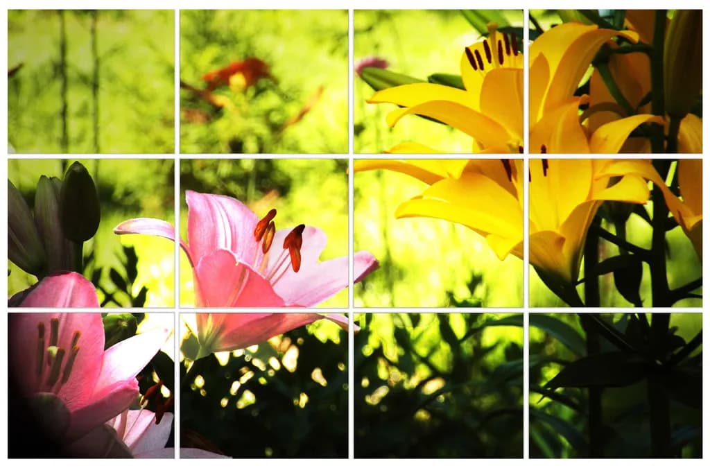 Sunlit Lilies