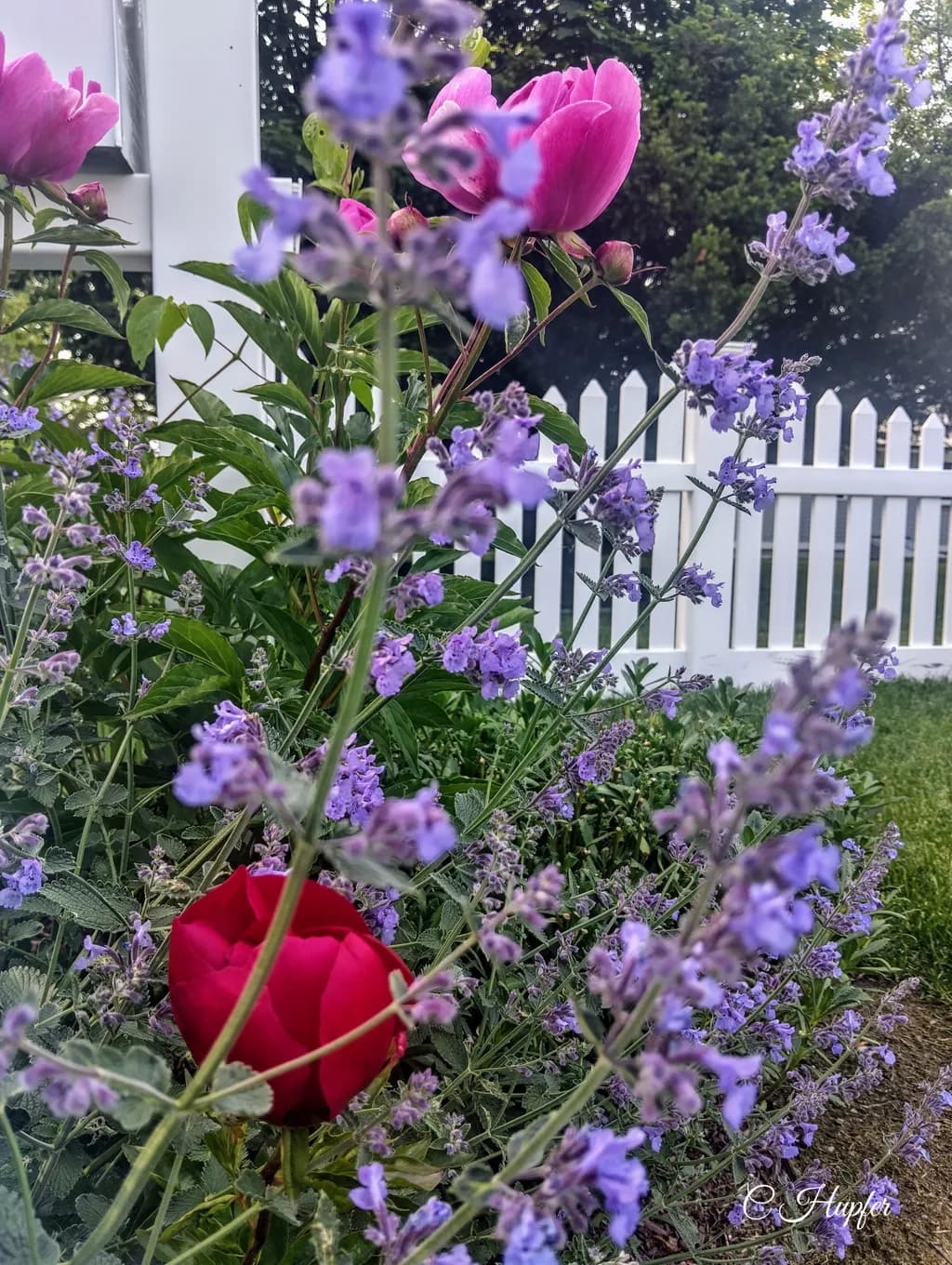 Garden Contrast