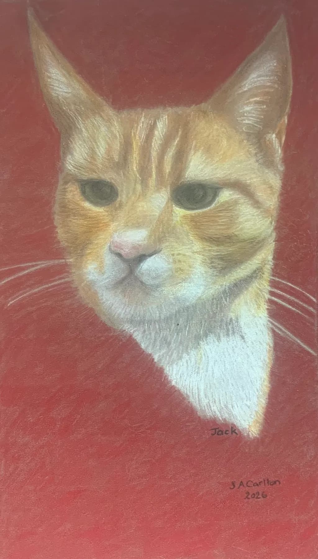 Jack the Ginger Cat