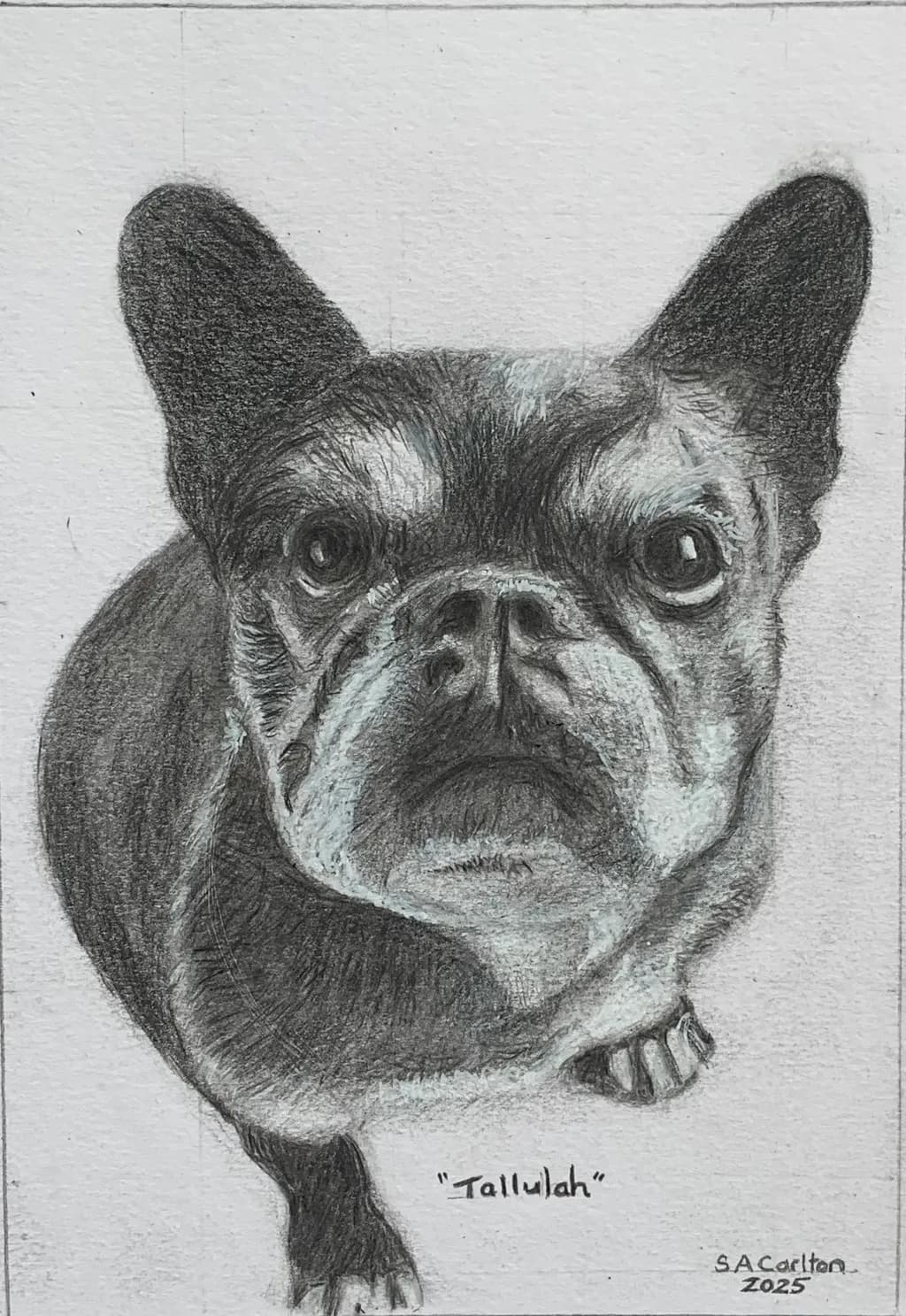 Tallulah Portrait