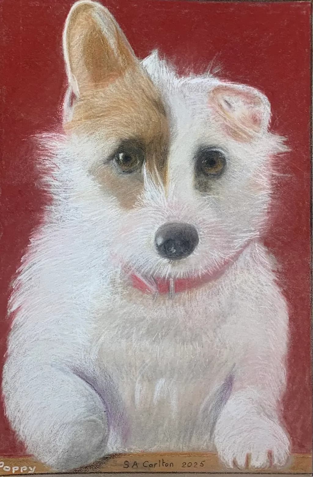 Two-Toned Pup