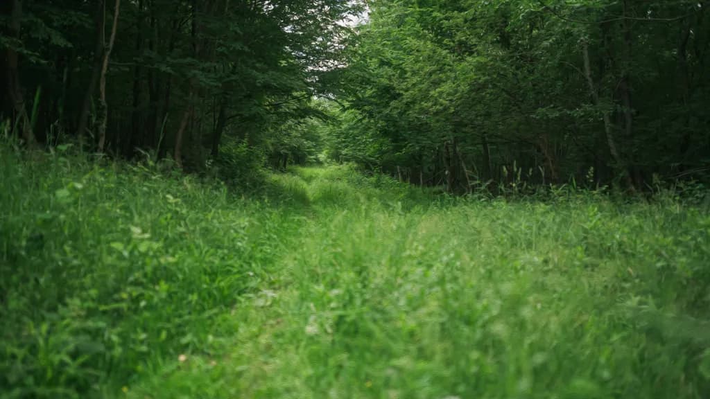 Overgrown Trail