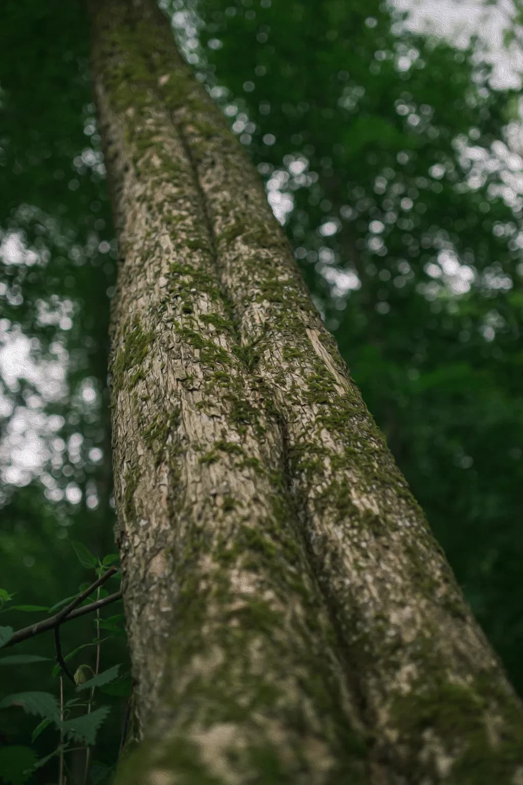 Mossy Trunk Perspective