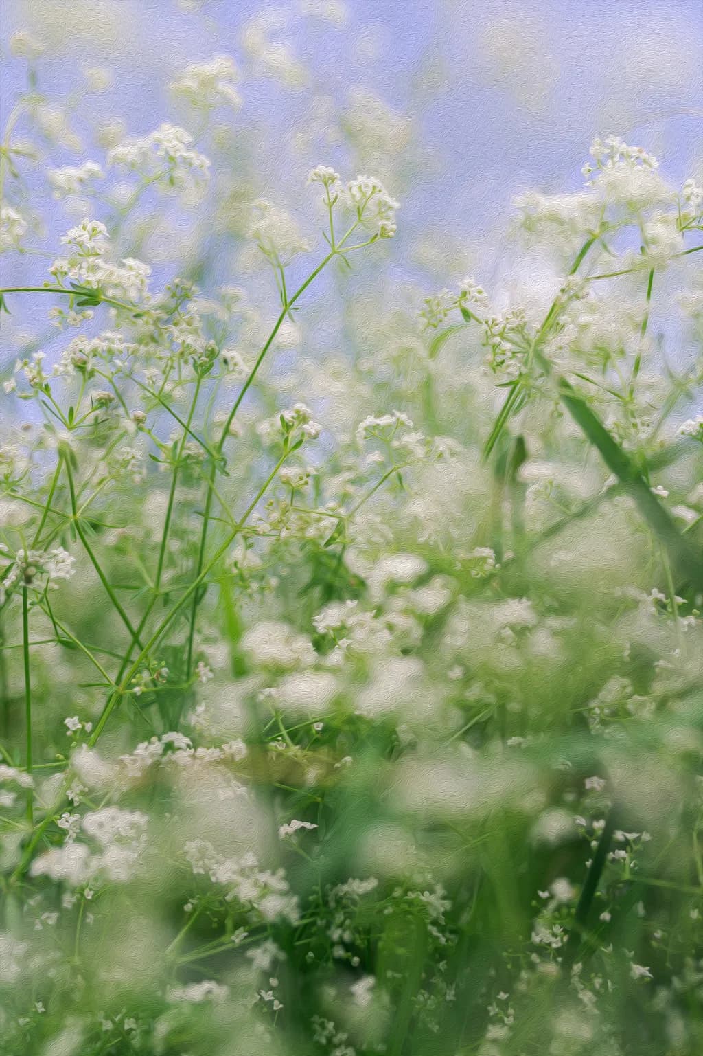 Meadow Haze
