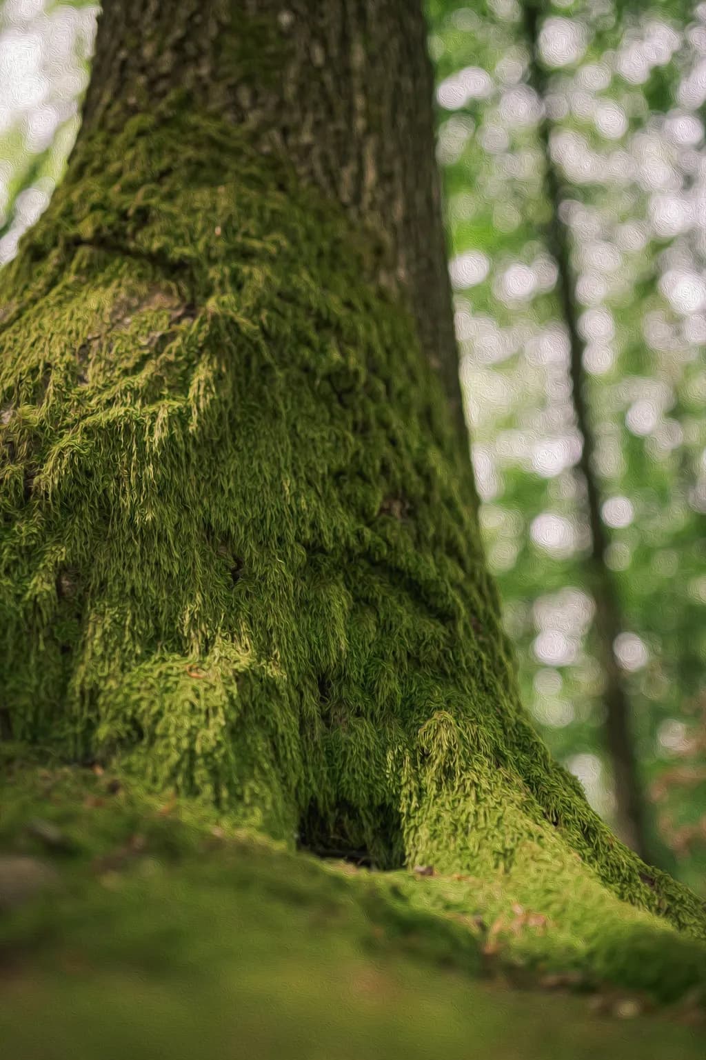 Mossy Tree Base