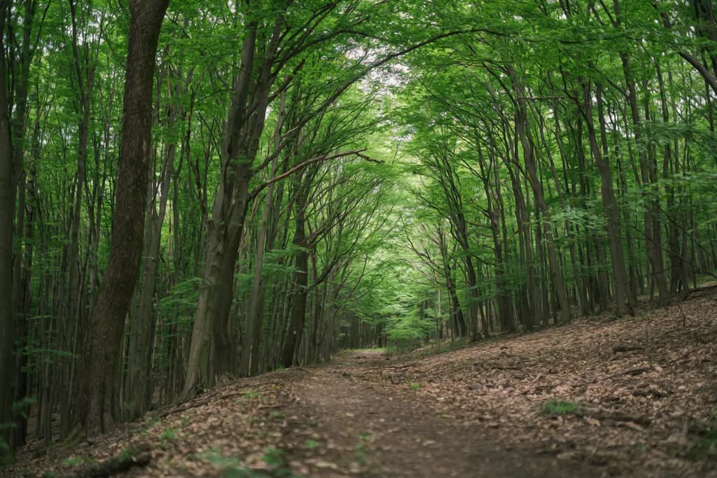 Forest Canopy Pathway