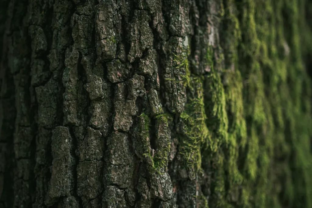 Mossy Bark Texture